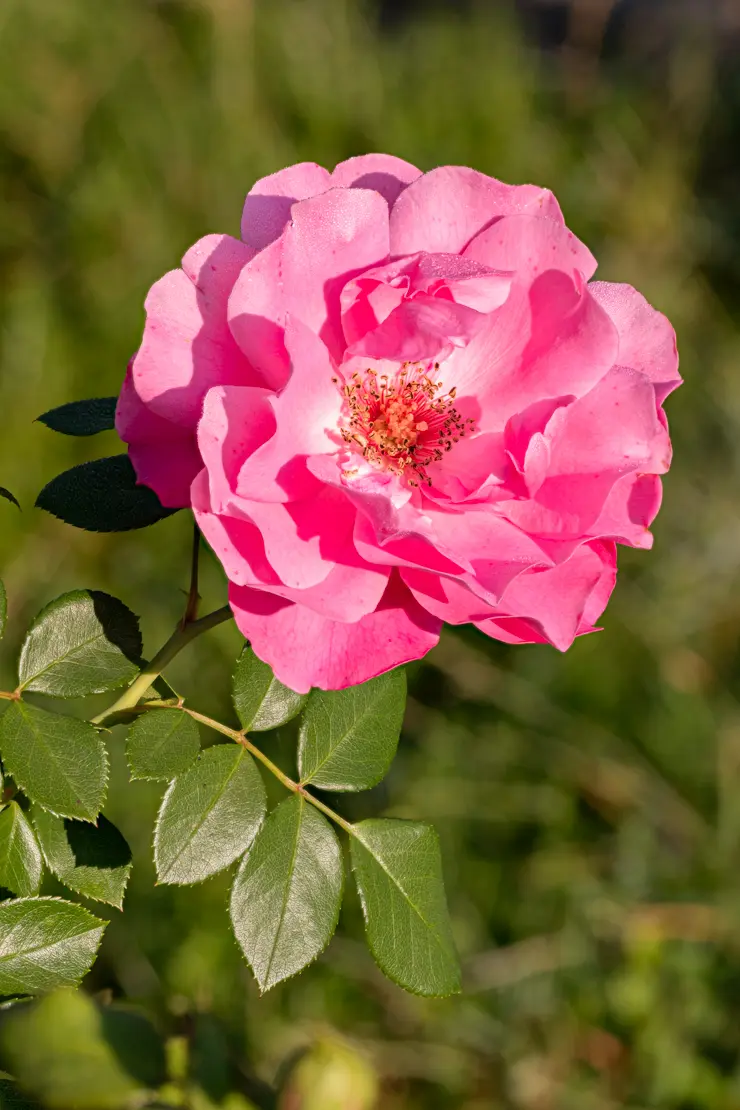 Gartenrose [6]